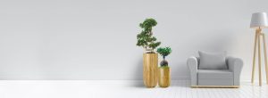 Indoor Plants