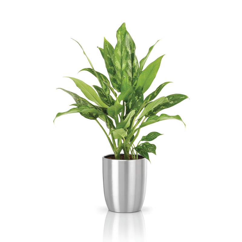 Aglaonema-maria