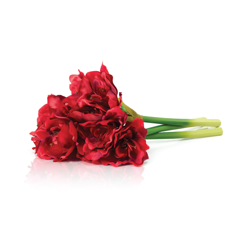 Amaryllis-Red