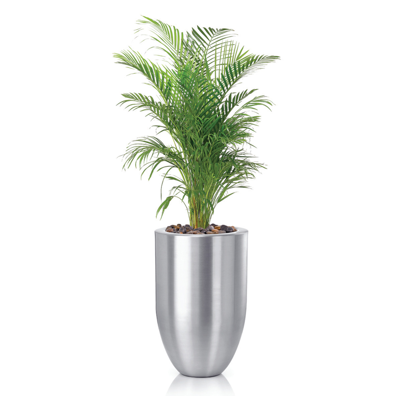 Areca-Chrysalidocarpus-Plam