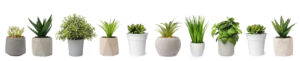 Indoor Houseplant