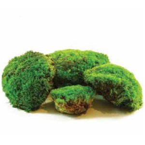 Preserved Moss