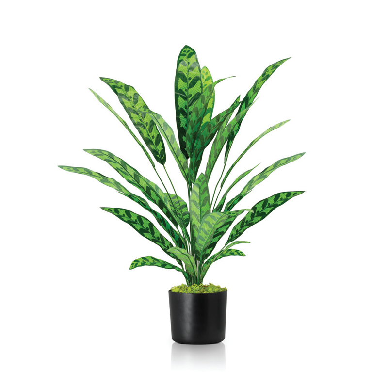 Calathea-Green