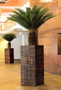 Cycas in Banana Brown