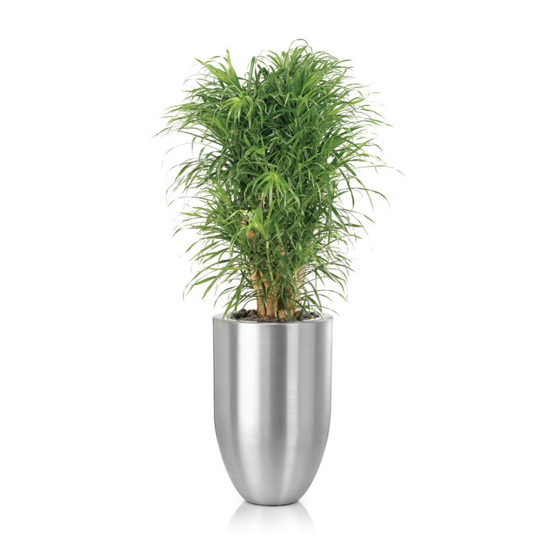 Dracaena-anita