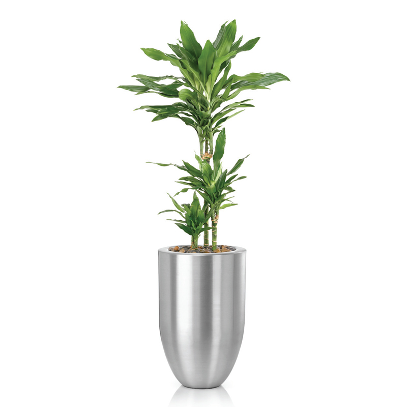Dracaena-jennet-craig-3pp