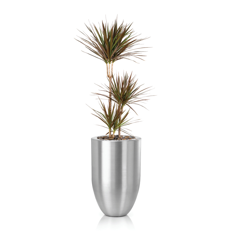 Dracaena-marginata-Magenta