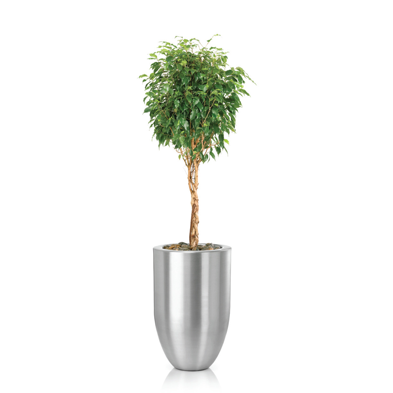 Ficus-benjamina-Close-braid