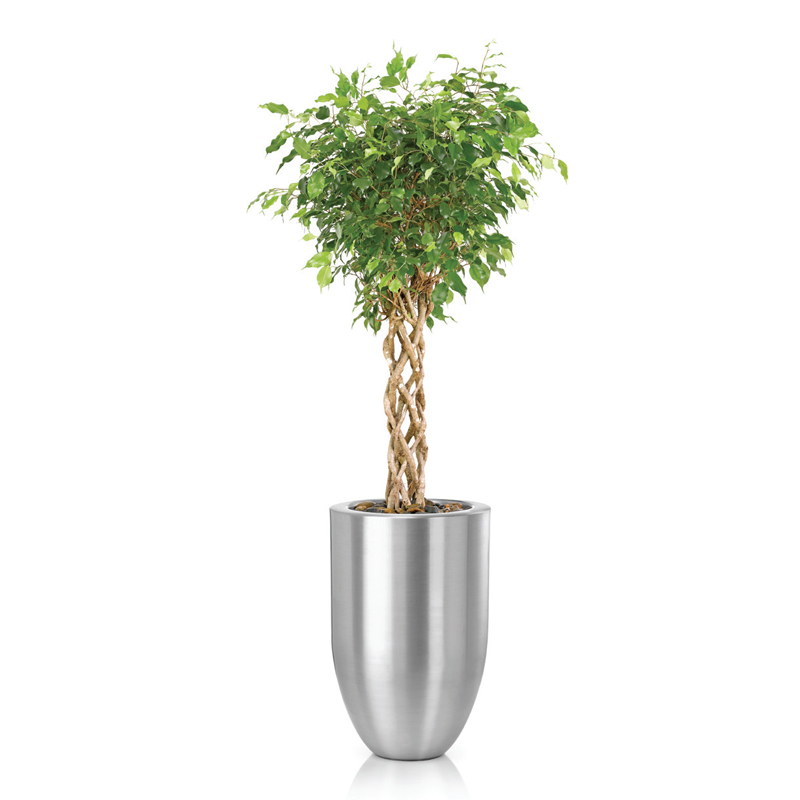 Ficus-benjamina-Open-Braid