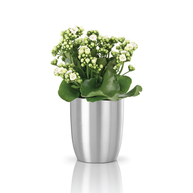 Kalanchoe