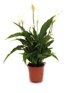 Peace Lilly