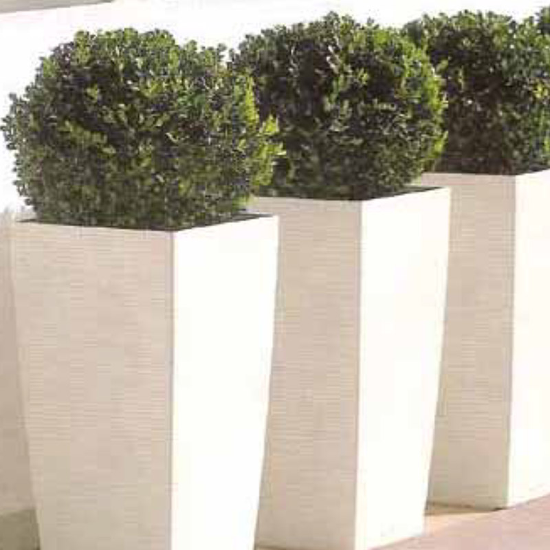 Pittosporum-Ball-Topiary