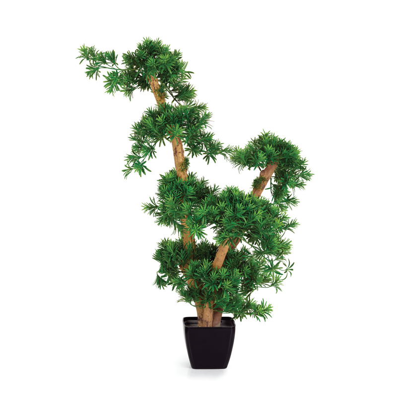Podocarpus-Japanese-Bonsai