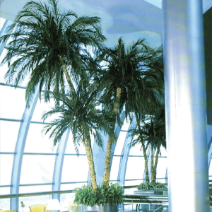 Preserved Palm Plants