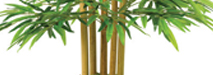 STEM
