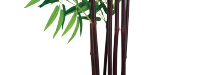 STEM