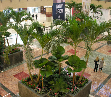 Indoor palm trees dubai