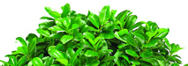 leaf