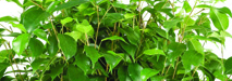 leaf
