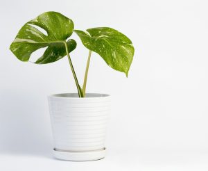 Self Watering Pots in Dubai