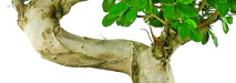 stem