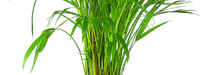 stem
