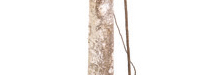 stem
