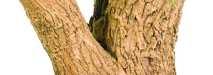 stem