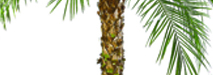 stem