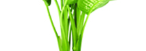 stem