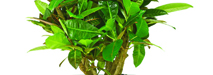 stem
