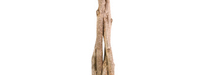 stem