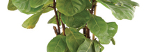 stem