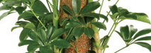 stem