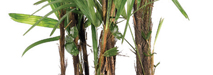 stem