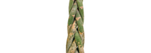 stem