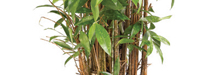 stem