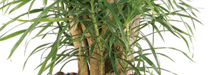 stem