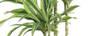 stem