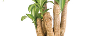 stem