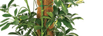 stem