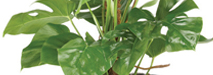 stem
