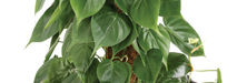 stem