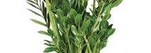 stem