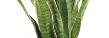 stem