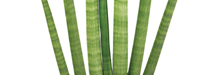 stem