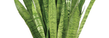 stem